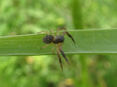 Xysticus texanus