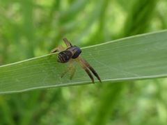 Xysticus texanus