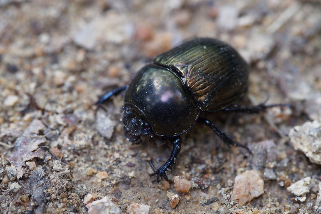 Phelotrupes
