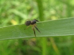 Xysticus texanus