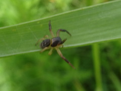 Xysticus texanus