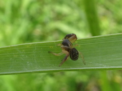 Xysticus texanus