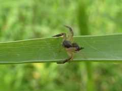 Xysticus texanus