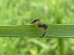 Xysticus texanus