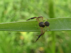 Xysticus texanus