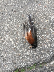 Turdus migratorius migratorius