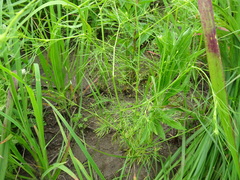 Spermolepis inermis
