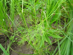Spermolepis inermis