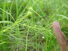 Spermolepis inermis