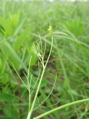 Spermolepis inermis