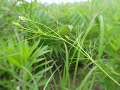 Spermolepis inermis