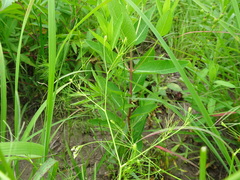 Spermolepis inermis