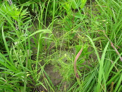 Spermolepis inermis
