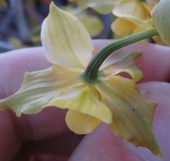 Cyrtopodium flavum
