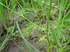 Spermolepis inermis