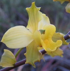 Cyrtopodium flavum