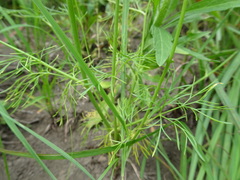 Spermolepis inermis