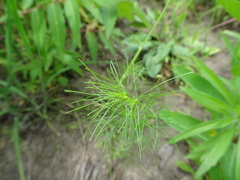 Spermolepis inermis