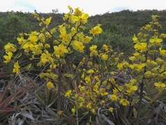 Cyrtopodium flavum