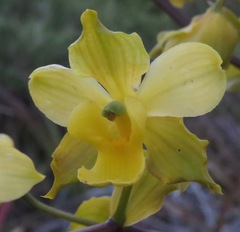 Cyrtopodium flavum