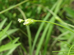Spermolepis inermis