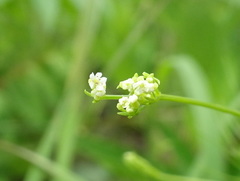 Spermolepis inermis