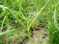 Spermolepis inermis
