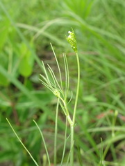 Spermolepis inermis