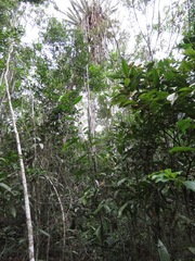 Karawata multiflora