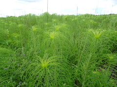 Helianthus salicifolius