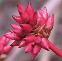 Hohenbergia