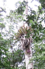 Vriesea