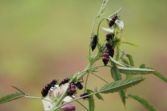 Hycleus biundulatus