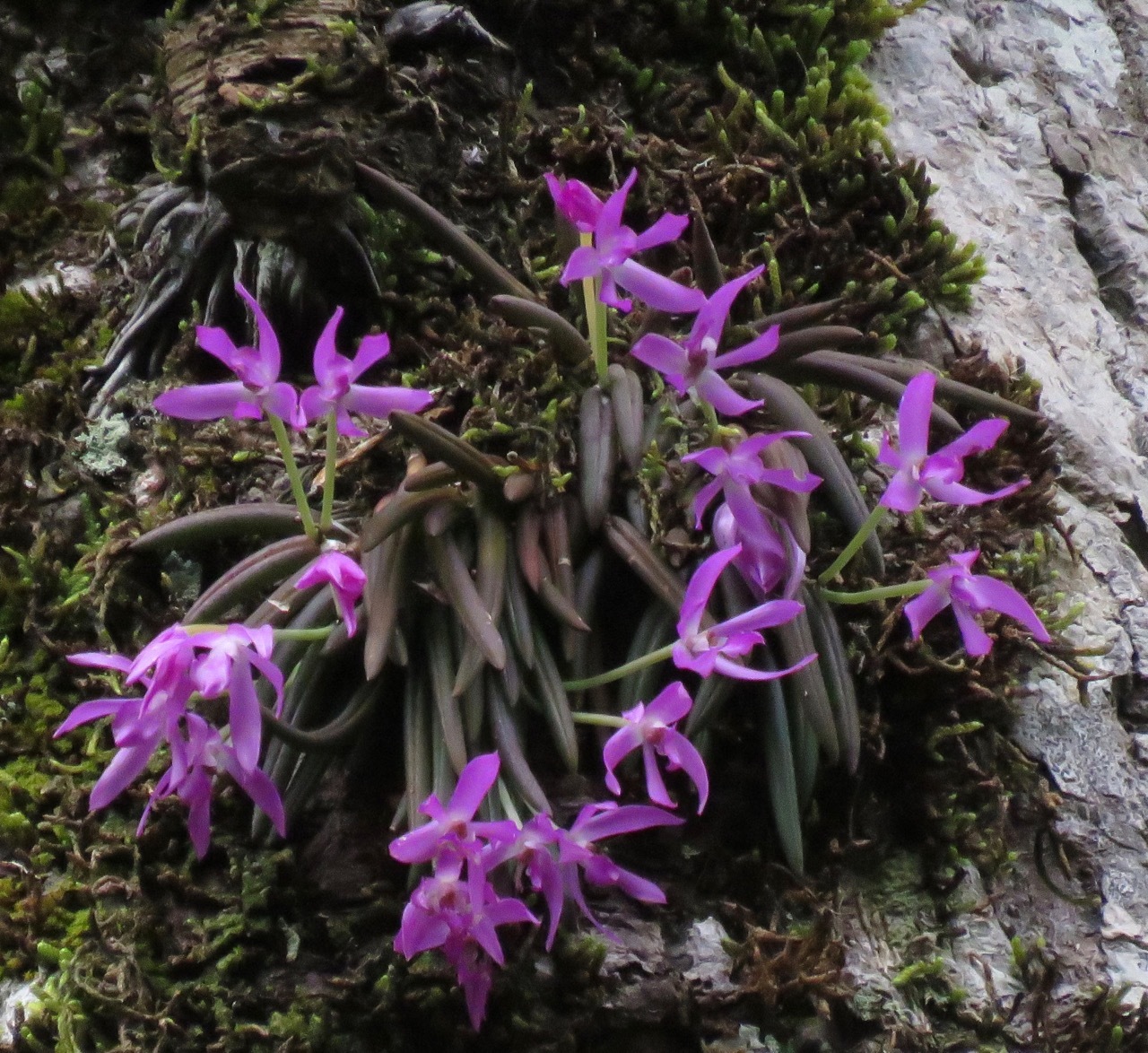 Leptotes