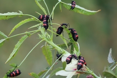 Hycleus biundulatus
