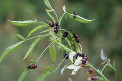Hycleus biundulatus