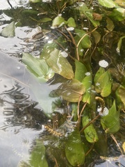 Potamogeton pulcher