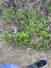Persoonia chamaepitys