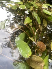 Potamogeton pulcher