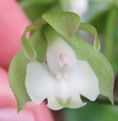 Epidendrum dipus