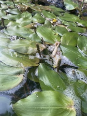 Potamogeton pulcher