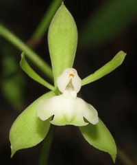 Epidendrum dipus