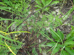 Astragalus crassicarpus