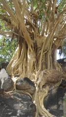 Ficus petiolaris palmeri
