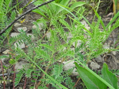 Astragalus crassicarpus