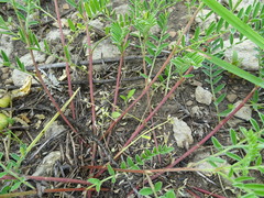 Astragalus crassicarpus