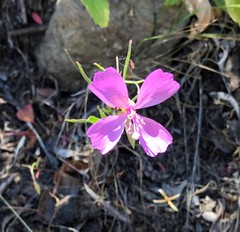 Clarkia bottae