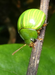 Platyphora dejeani