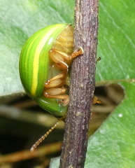 Platyphora dejeani
