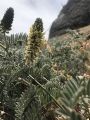 Astragalus pycnostachyus